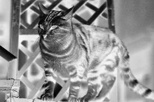 SC_AFRLSER_SER-s5010-0000143_IMG-0000000352