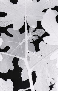 SC_AFRLSER_SER-s5010-0000178_IMG-0000000433
