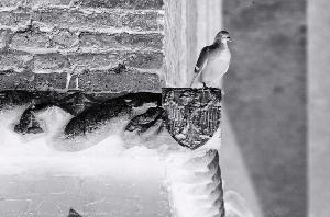 SC_AFRLSER_SER-s5010-0000459_IMG-0000001270
