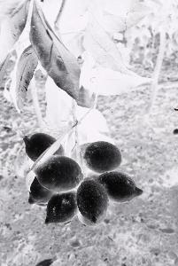 SC_AFRLSER_SER-s5010-0001851_IMG-0000004200