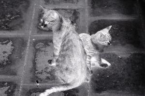 SC_AFRLSER_SER-s5010-0001954_IMG-0000004330