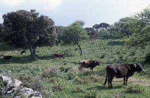 SC_AFRLSER_SER-s5010-0002990_IMG-0000006421