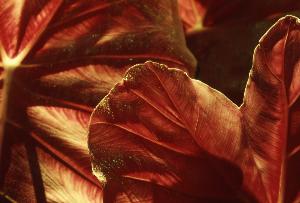 SC_AFRLSER_SER-s5010-0003013_IMG-0000006511