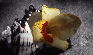 SC_AFRLSER_SER-s5010-0003019_IMG-0000006517