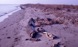 SC_AFRLSER_SER-s5010-0003078_IMG-0000006579