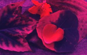 SC_AFRLSER_SER-s5010-0003119_IMG-0000006619