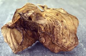 SC_AFRLSER_SER-s5010-0003120_IMG-0000006620