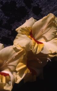 SC_AFRLSER_SER-s5010-0003310_IMG-0000006816