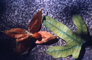 SC_AFRLSER_SER-s5010-0003332_IMG-0000006839
