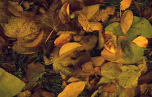 SC_AFRLSER_SER-s5010-0003379_IMG-0000006886