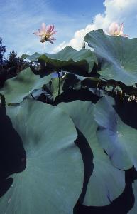 SC_AFRLSER_SER-s5010-0003398_IMG-0000006905