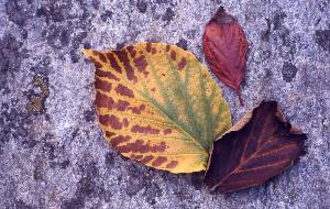 SC_AFRLSER_SER-s5010-0003400_IMG-0000006907
