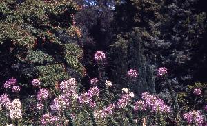 SC_AFRLSER_SER-s5010-0003402_IMG-0000006909