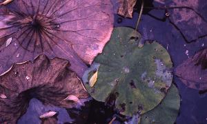 SC_AFRLSER_SER-s5010-0003404_IMG-0000006911
