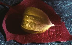 SC_AFRLSER_SER-s5010-0003417_IMG-0000006924
