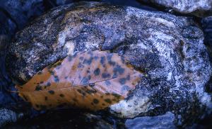 SC_AFRLSER_SER-s5010-0003425_IMG-0000006932