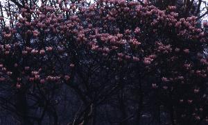 SC_AFRLSER_SER-s5010-0003442_IMG-0000007017