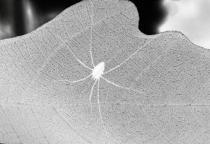 SC_AFRLSER_SER-s5020-0000189_IMG-0000000262