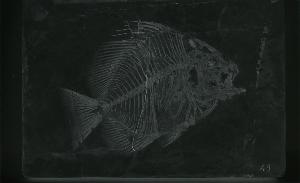 SC_AFRLSER_SER-s5020-0000194_IMG-0000000267
