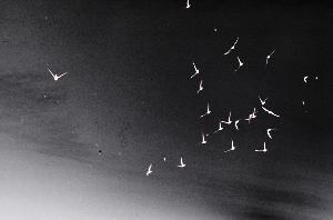 SC_AFRLSER_SER-s5020-0000309_IMG-0000000503