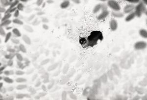 SC_AFRLSER_SER-s5020-0002893_IMG-0000005164
