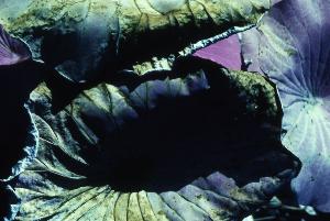 SC_AFRLSER_SER-s5020-0003314_IMG-0000006107