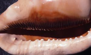 SC_AFRLSER_SER-s5020-0003635_IMG-0000006955