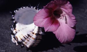 SC_AFRLSER_SER-s5020-0003636_IMG-0000006956