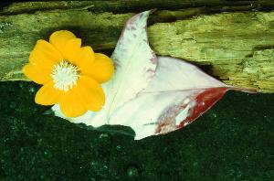 SC_AFRLSER_SER-s5020-0003639_IMG-0000006959