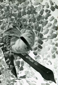 SC_AFRLSER_SER-s5020-0004647_IMG-0000009142