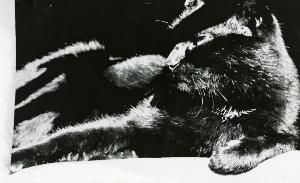 SC_AFRLSER_SER-s5020-0005505_IMG-0000013748
