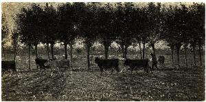 SC_F_SUP-3a010-0004312_IMG-0000017662