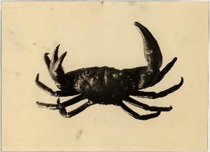 SC_F_SUP-3a010-0005255_IMG-0000018561