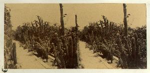 SC_F_SUP-3a010-0006019_IMG-0000011701