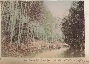 SC_F_SUP-3a050-0001553_IMG-0000033572
