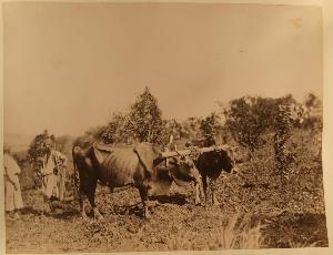 SC_F_SUP-3a050-0002410_IMG-0000034373