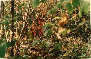 SC_F_SUP-3a090-0000054_IMG-0000003972
