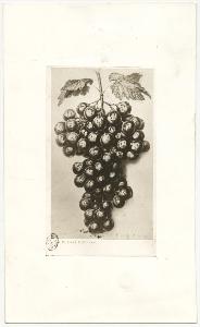 SC_F_SUP-3a130-0001088_IMG-0000003031