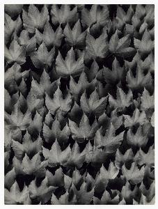SC_F_SUP-3a140-0000288_IMG-0000015182