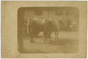 SC_F_SUP-3a230-0002952_IMG-0000040066