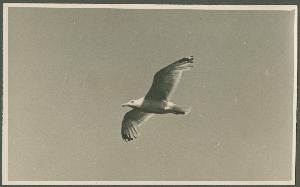 SC_F_SUP-3a340-0000213_IMG-0000046152
