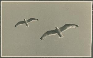 SC_F_SUP-3a340-0000215_IMG-0000046154