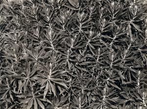 SW_F_SUP-SWCX1-0000360_IMG-0000000001