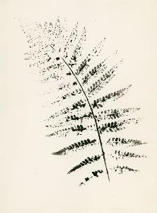 SW_F_SUP-SWCX1-0001227_IMG-0000000001