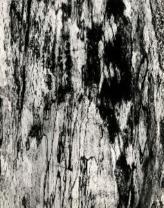 SW_F_SUP-SWCX1-0001403_IMG-0000000001