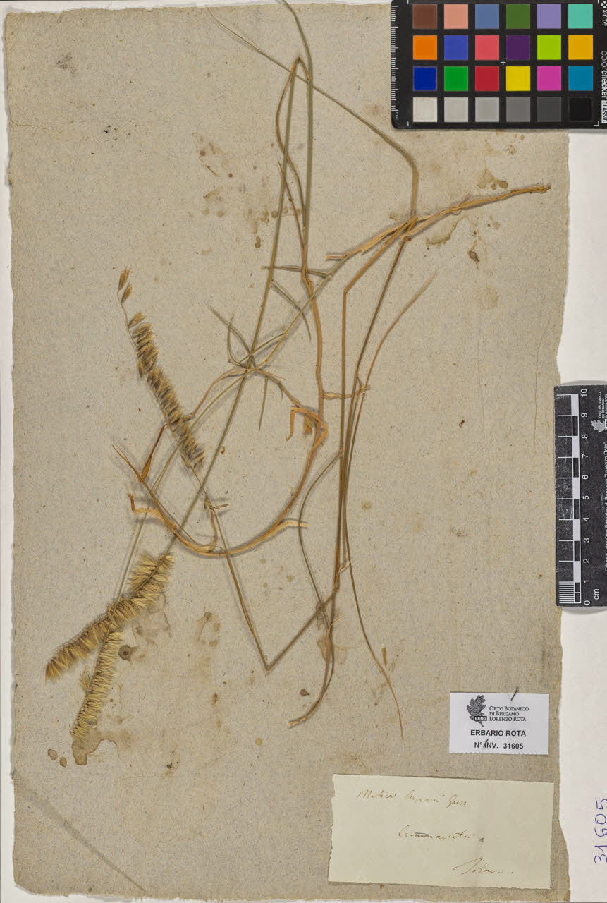 SW_BNB_s3090-09646_IMG-0000000001