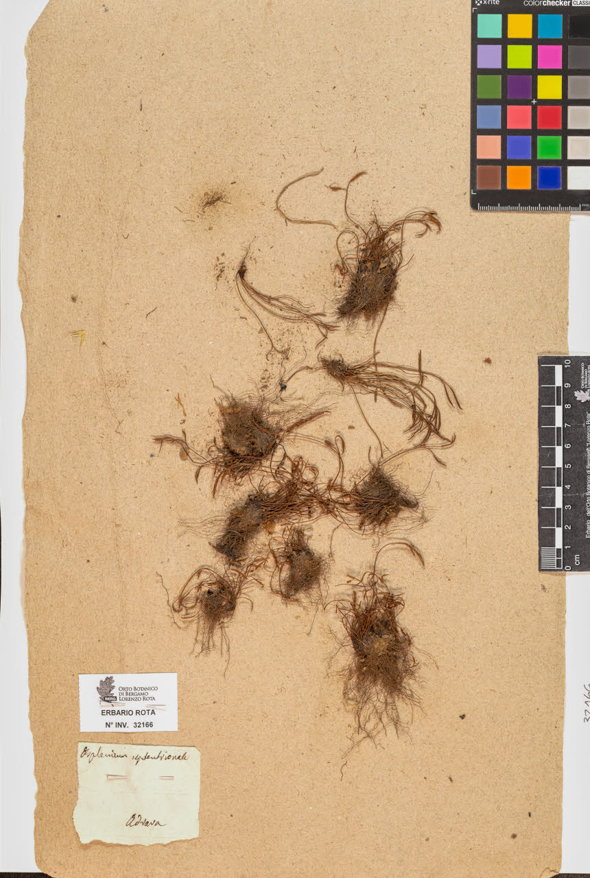 SW_BNB_s3090-10207_IMG-0000000001