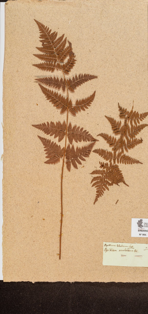 SW_BNB_s3090-10260_IMG-0000000001