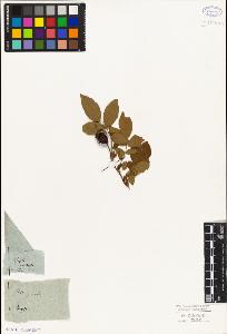 SW_BNB_s3010-01469_IMG-0000000001