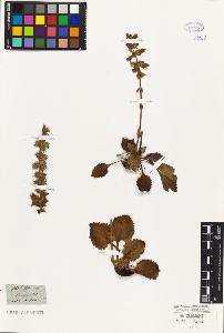 SW_BNB_s3010-01483_IMG-0000000001